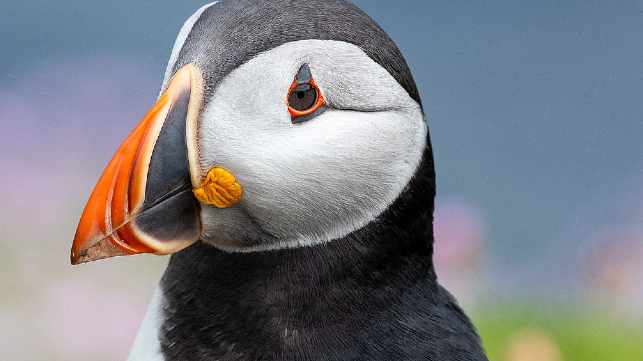 Competition 6 - Animals