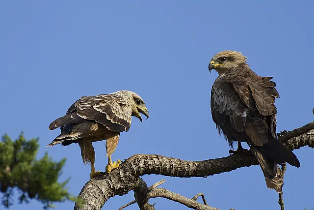 Black Kite Chick with Adult