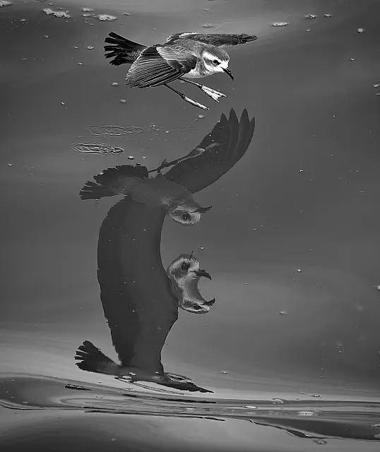 A Refiective Reflection