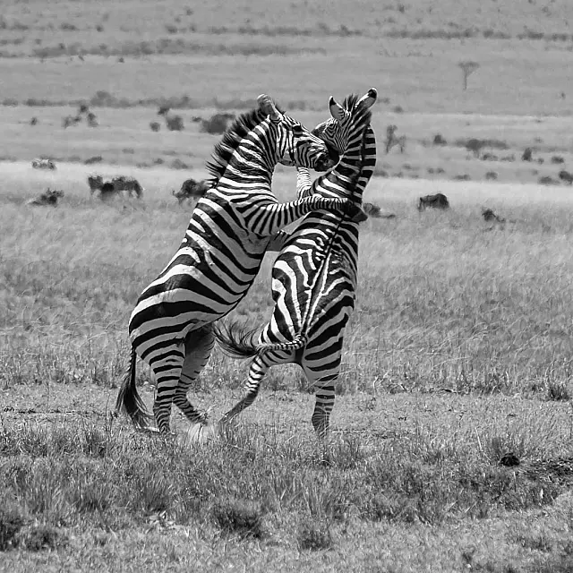 Sibling Rivalry