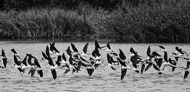 Stiltisy Who Are We Following