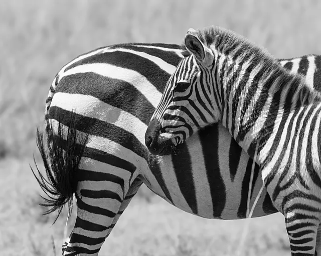 Zebra Foal