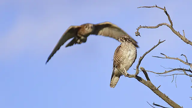 Mum's Back with Snacks