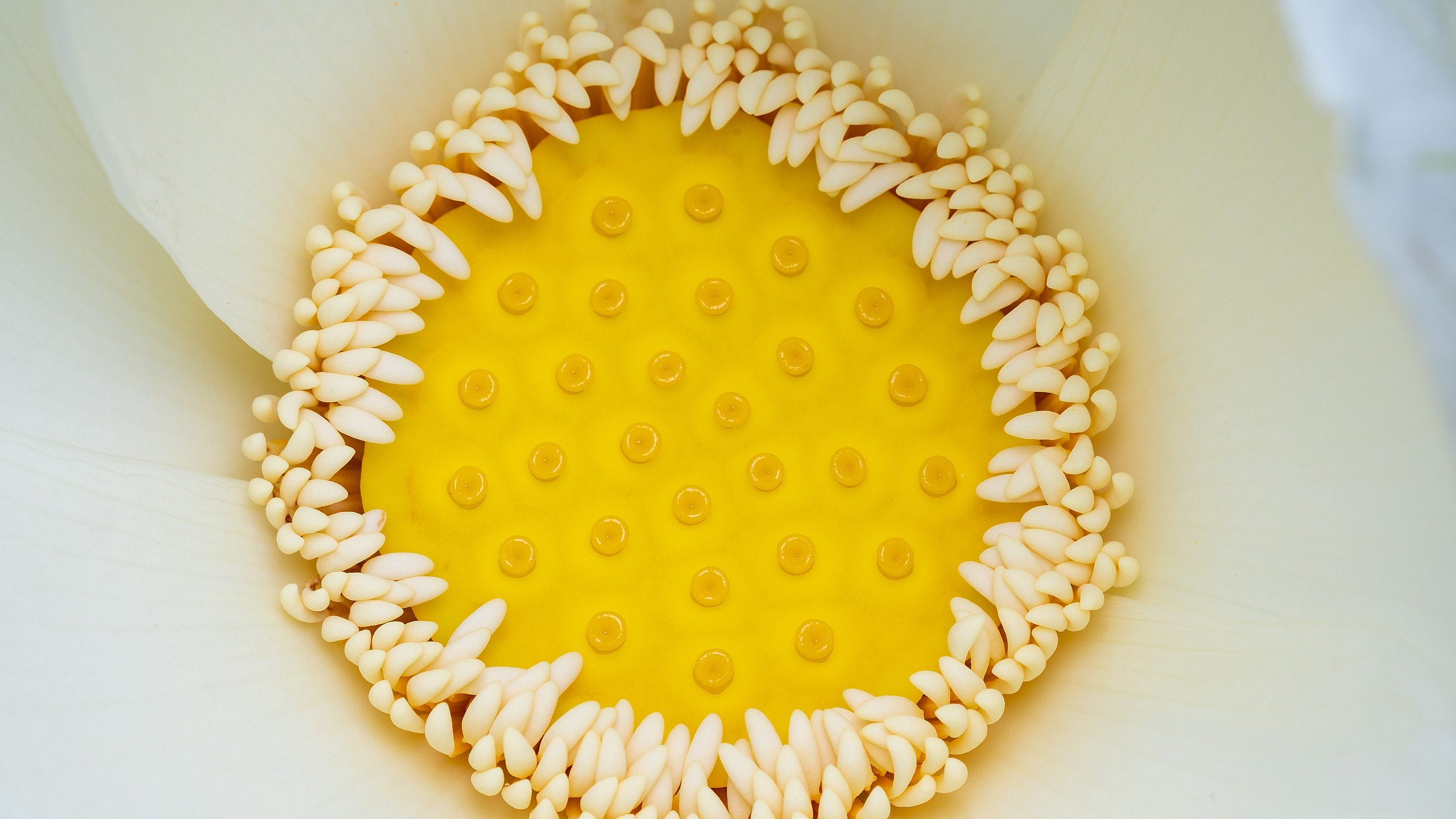 Blue Lotus Water Garden