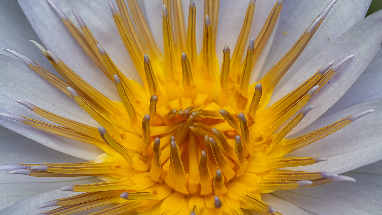 Blue Lotus Water Garden