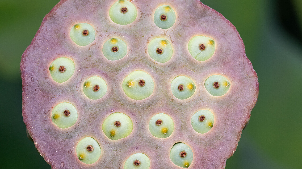 Blue Lotus Water Garden