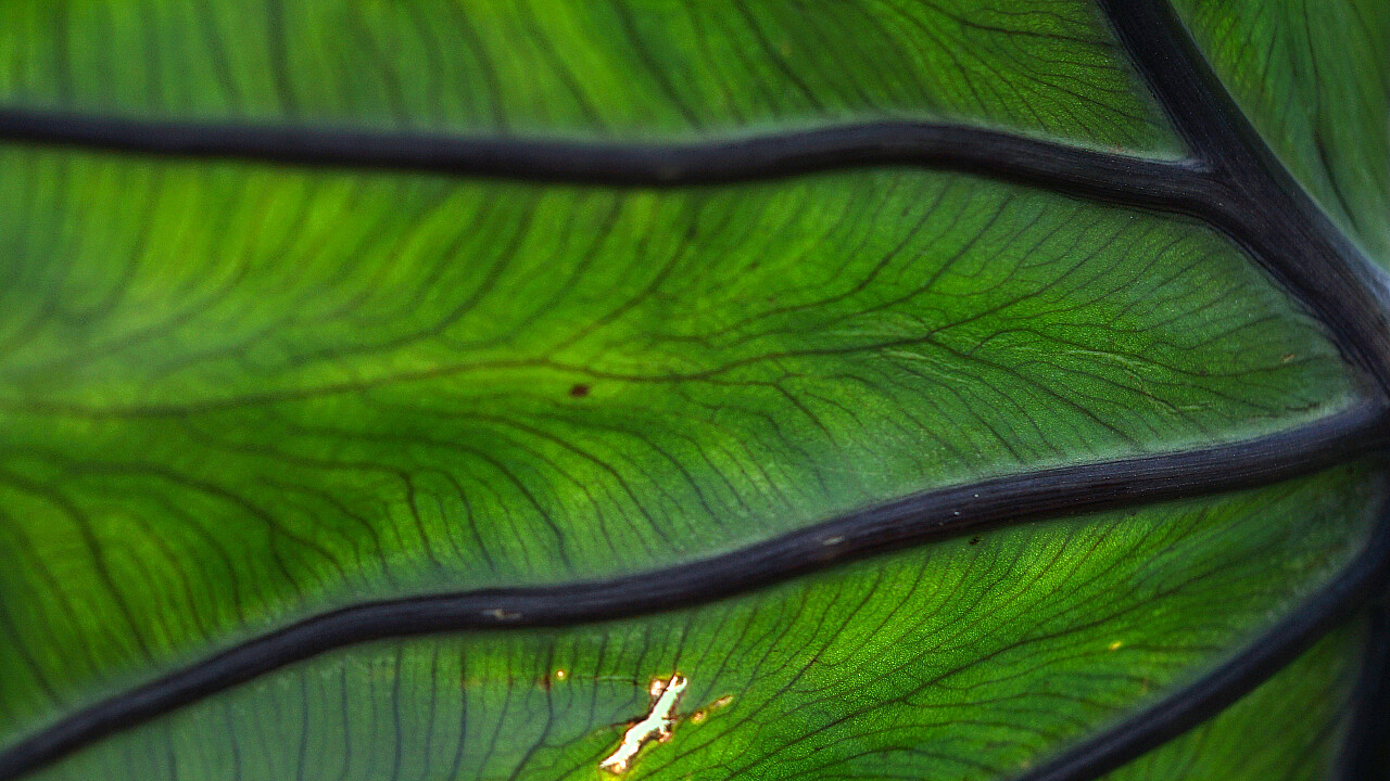 Blue Lotus Water Garden