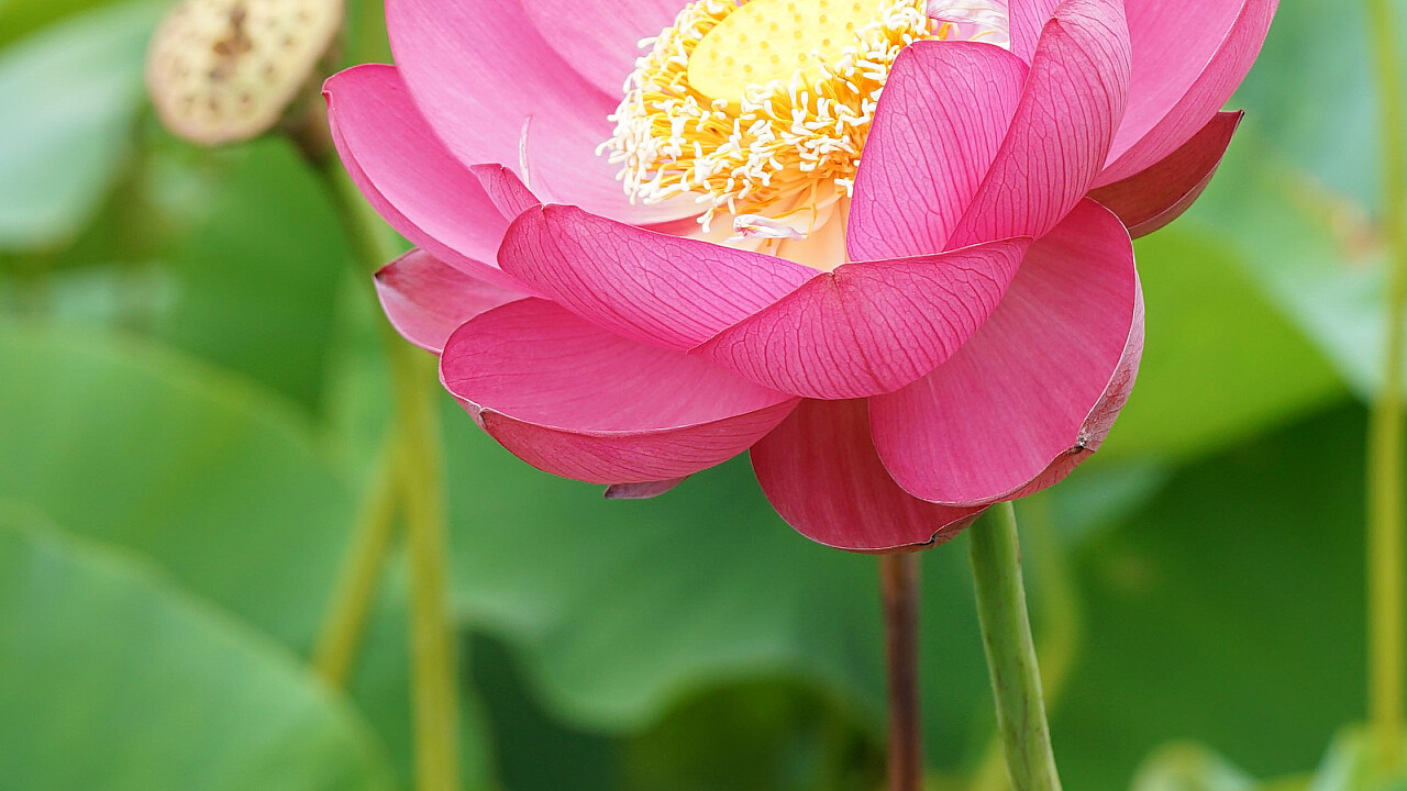 Blue Lotus Water Garden