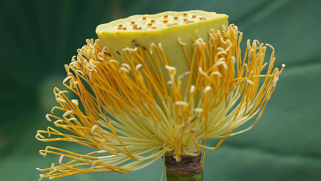 Blue Lotus Water Garden