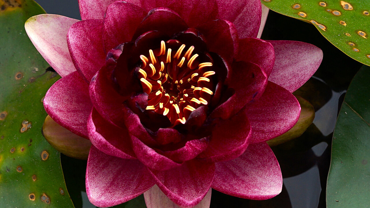 Blue Lotus Water Garden