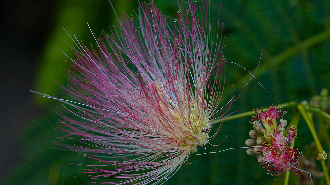 Blue Lotus Water Garden