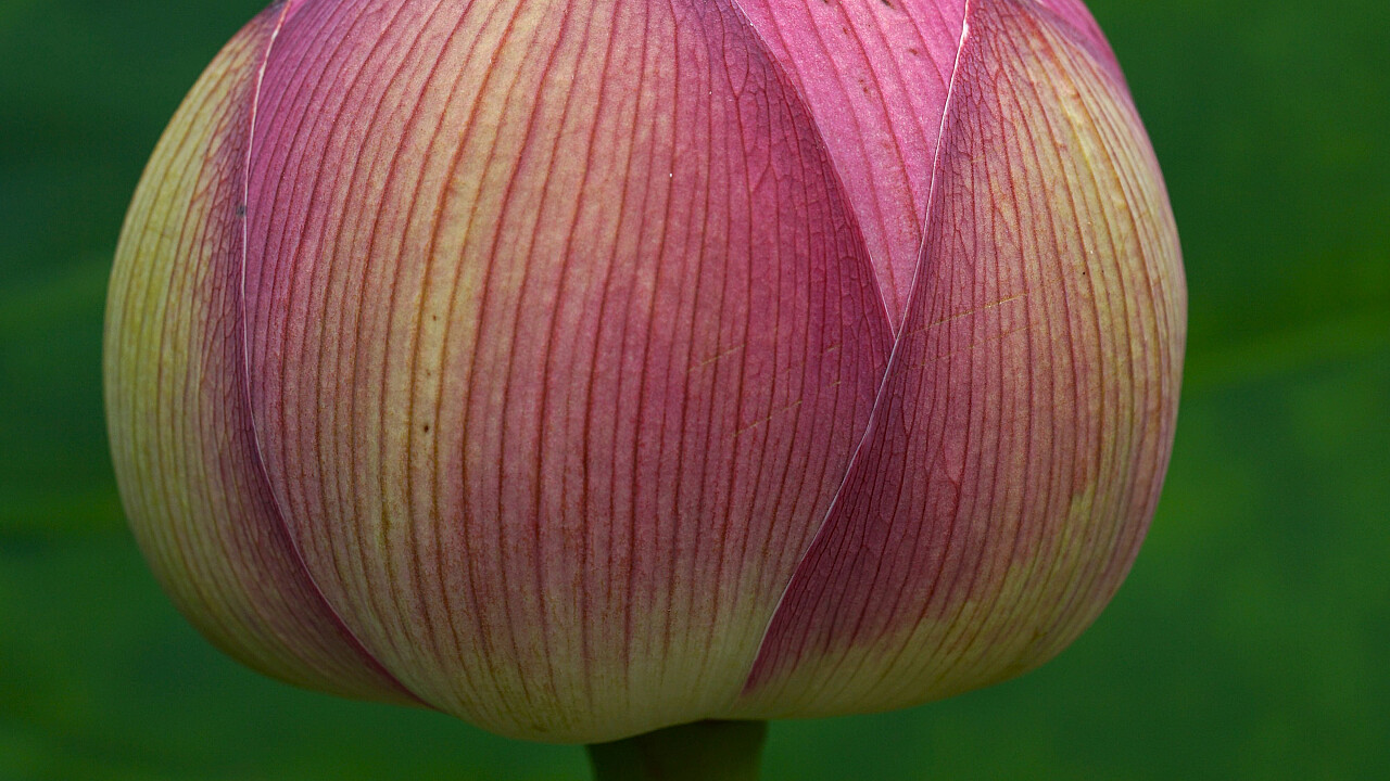 Blue Lotus Water Garden
