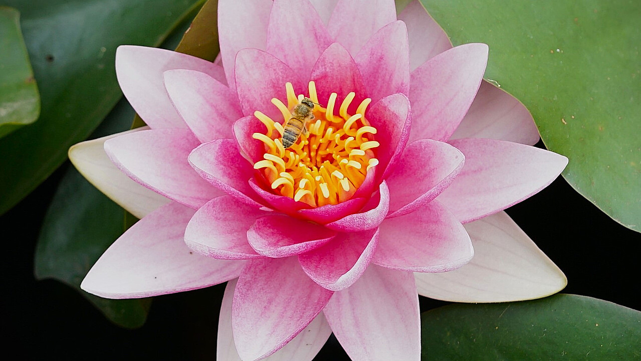 Blue Lotus Water Garden