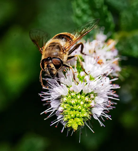 Collecting Pollen