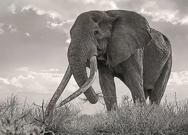 Amboseli Craig