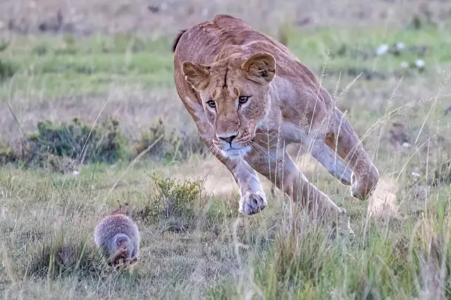 Mongoose chase