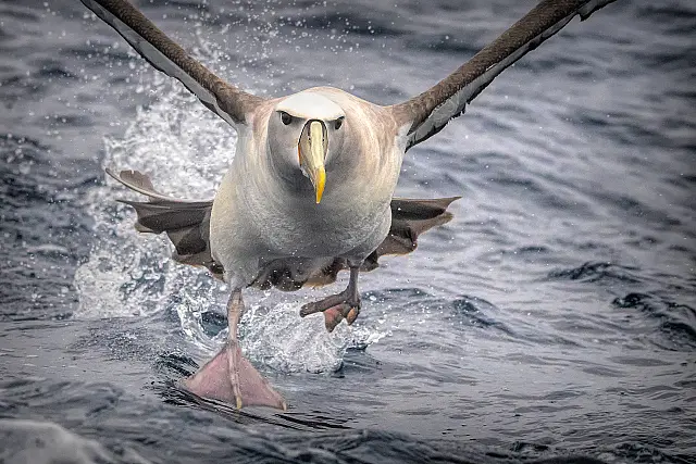 I'm Coming!