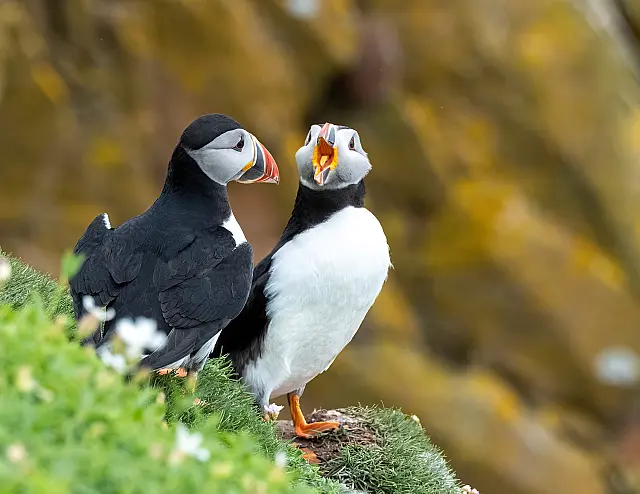 Huffin' and Puffin'