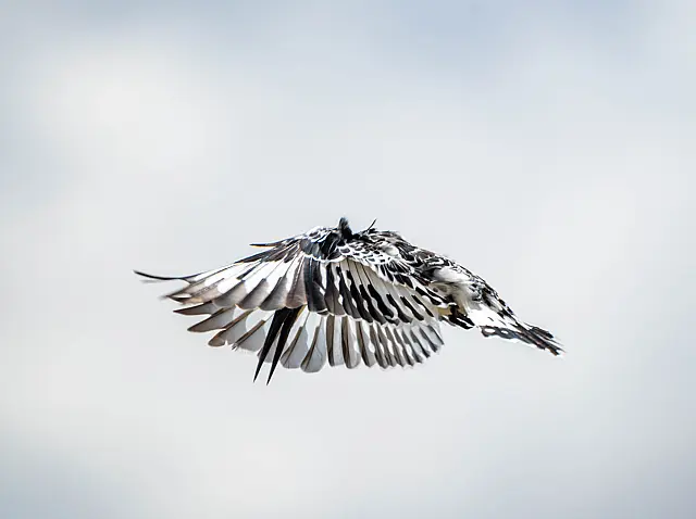 Pied Kingfisher in Flight