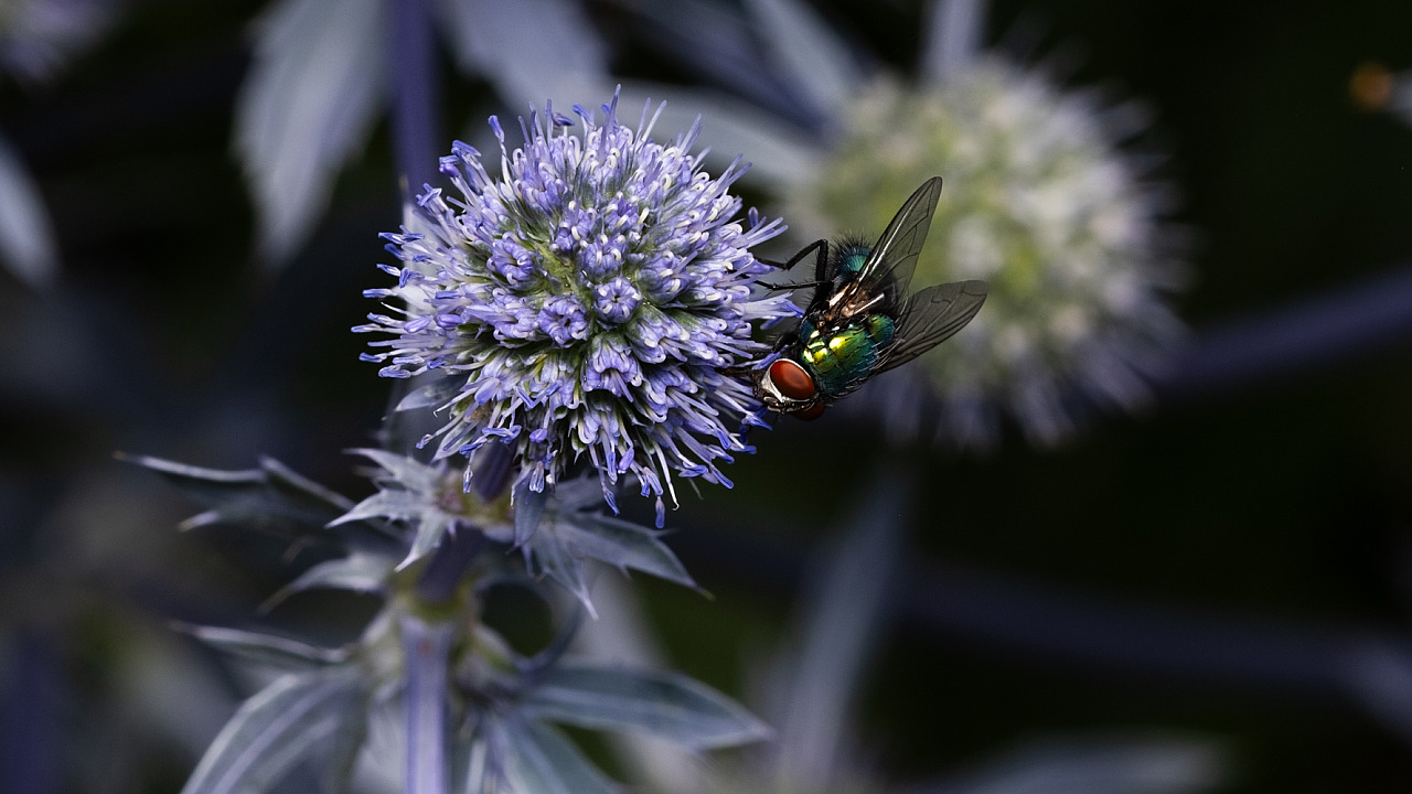 Green Bottle Fly by Gayle Tout