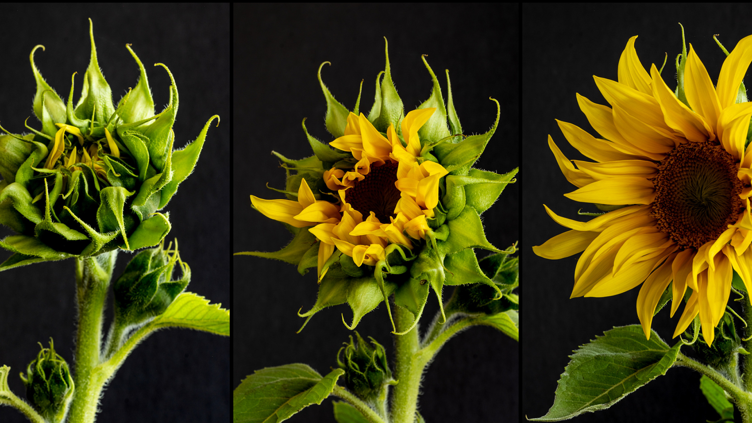 Triptych Processes Workshop