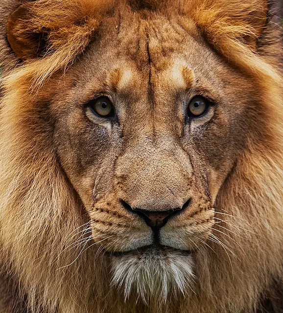 Lord of the Wild