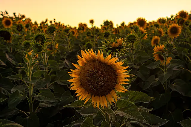 SunflowerBloom