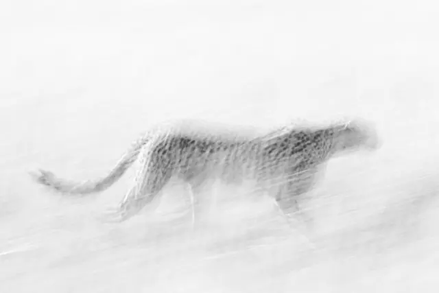 Speed