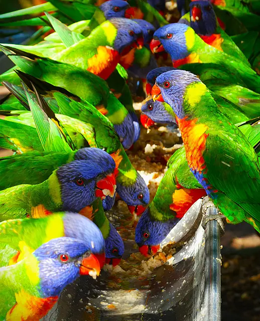 Bird Feeding
