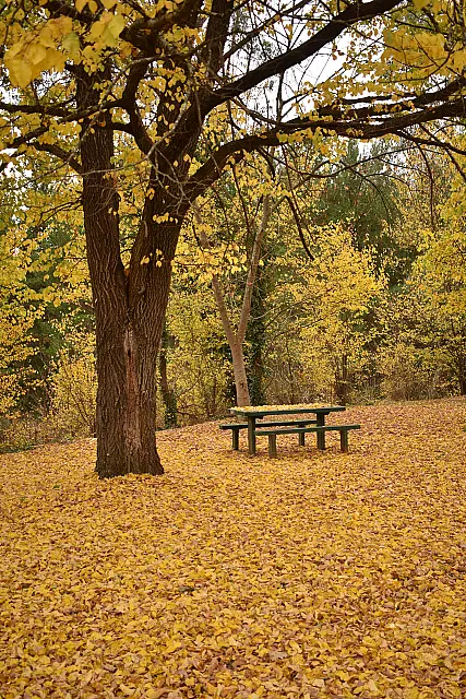 Autumn Colours