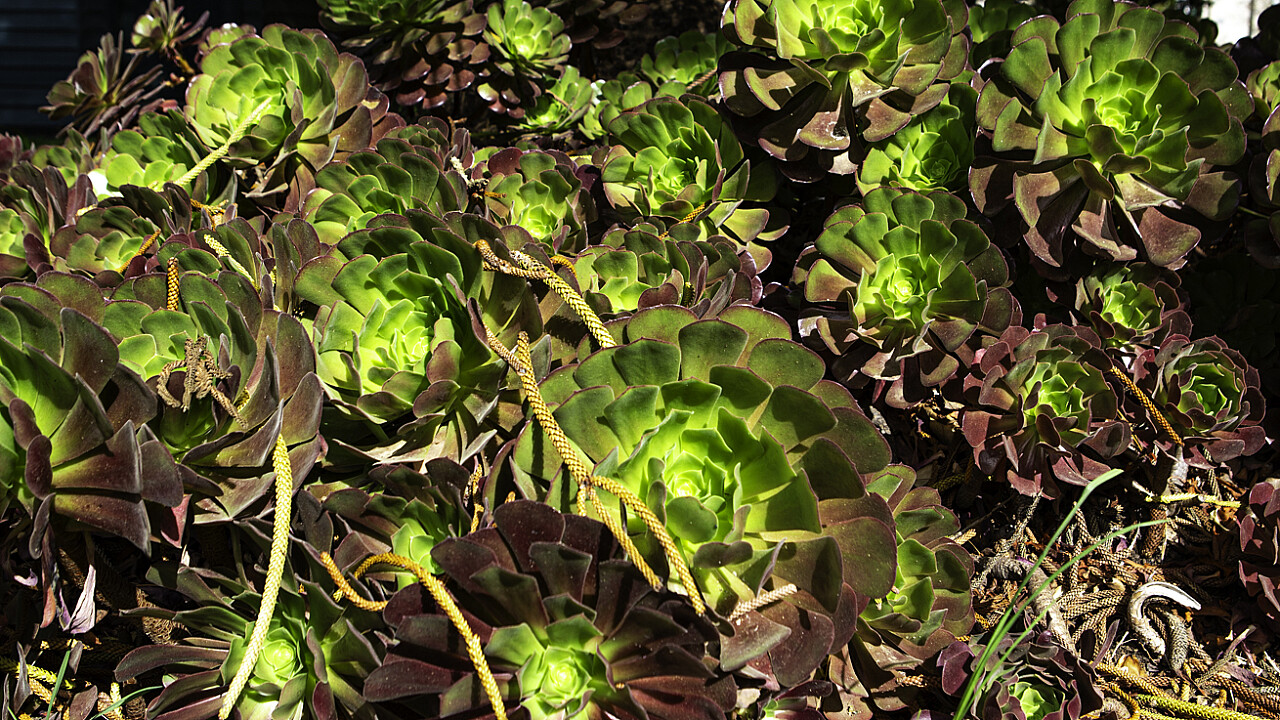 Aeonium Succulents Werribee Mansion