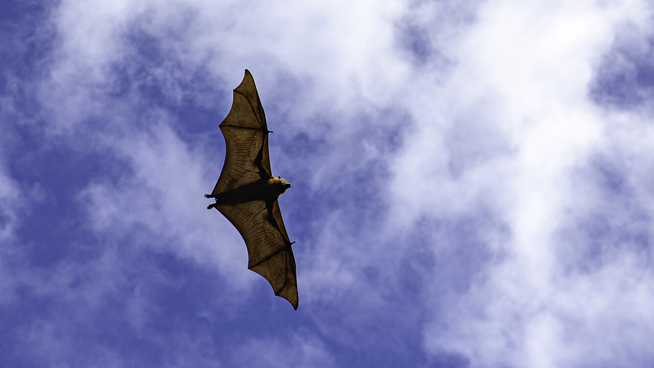 Fruit Bat Werribee Mansion