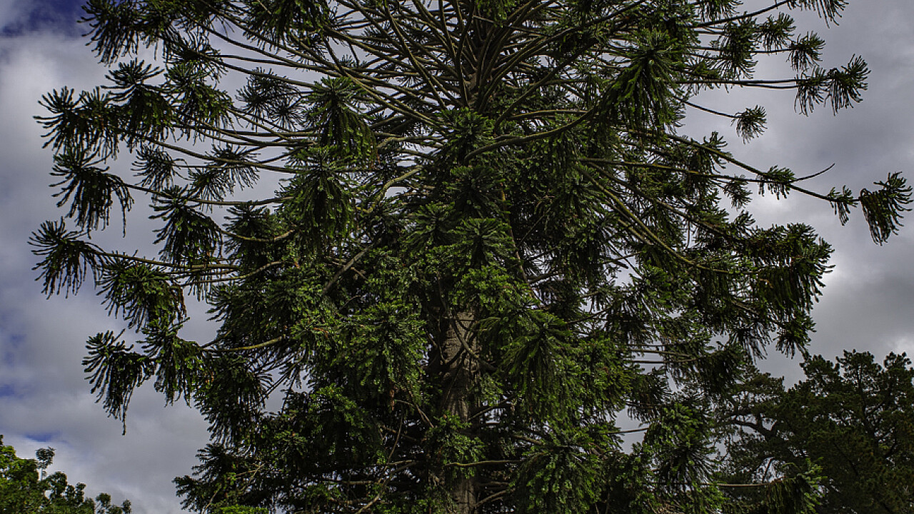 Giant Banya Pine Werribee Mansion