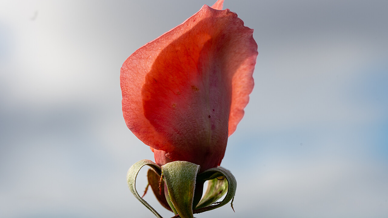 Werribee Mansion Day Shoot