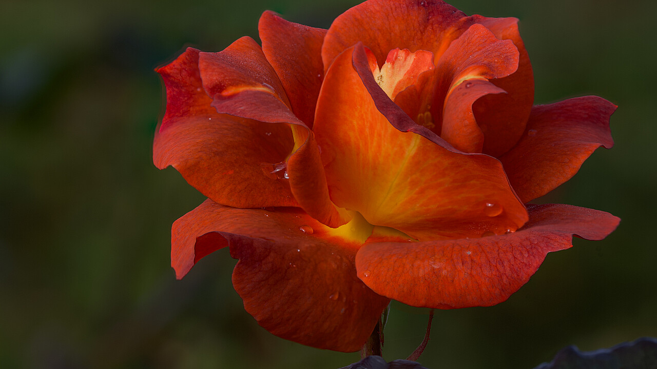 Werribee Mansion Day Shoot