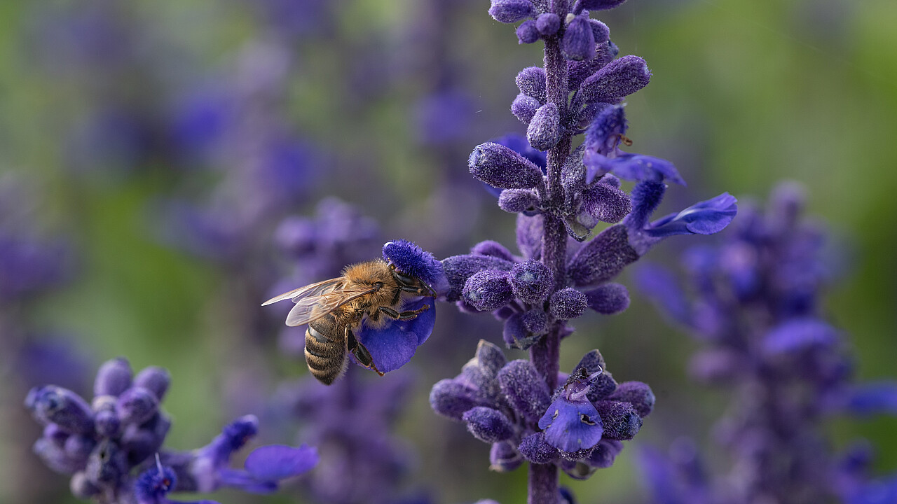 Werribee Mansion Day Shoot