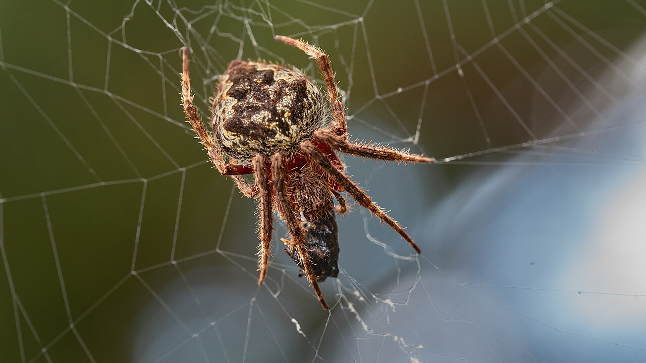 Werribee Mansion Day Shoot