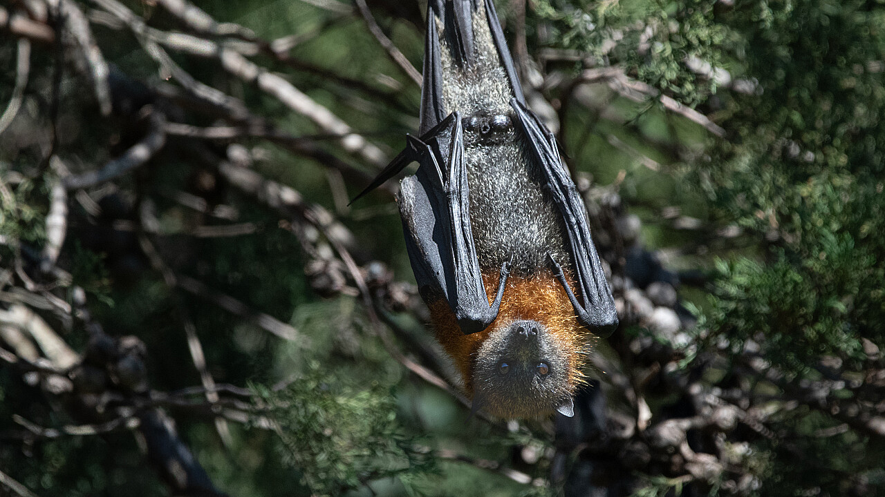Werribee Mansion Day Shoot