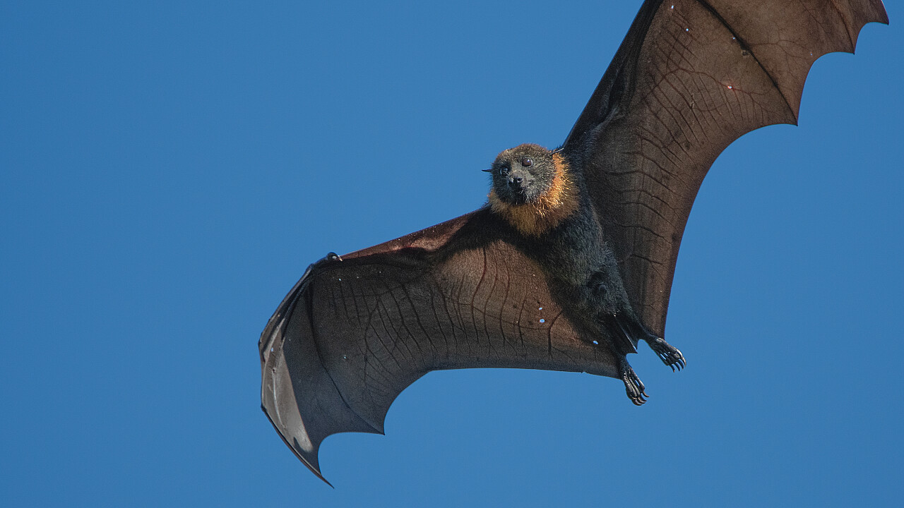 Werribee Mansion Day Shoot