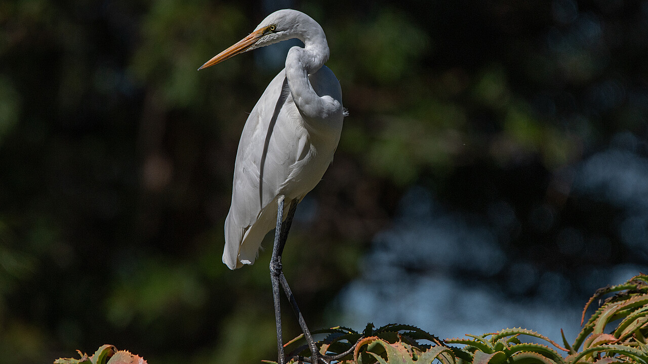 Werribee Mansion Day Shoot