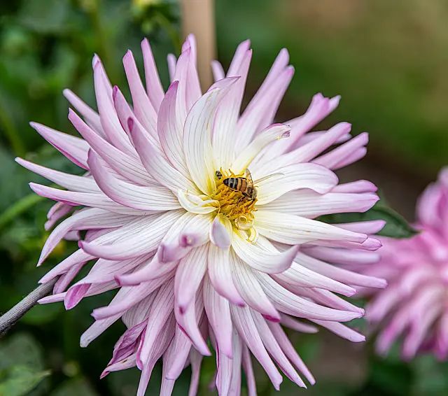 Honey Bee