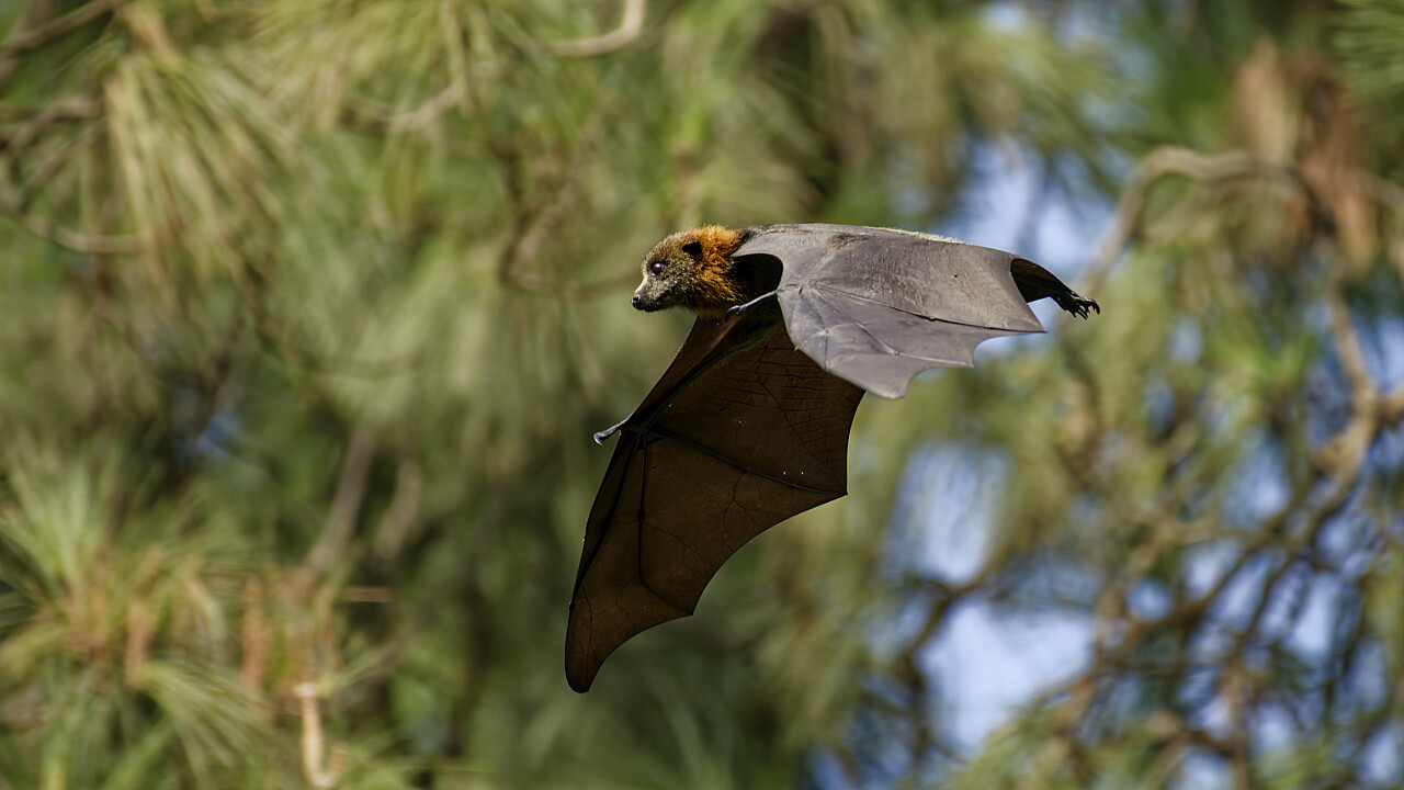 Werribee Mansion Day Shoot