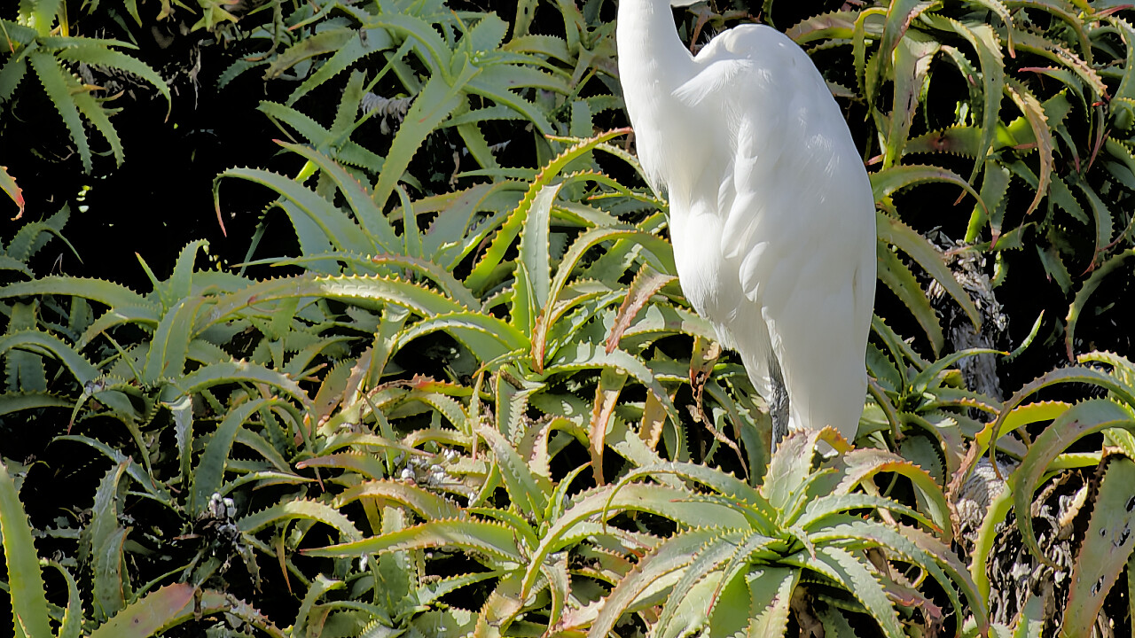 Werribee Mansion Day Shoot