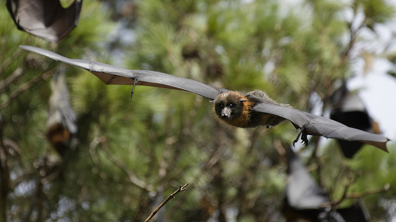Werribee Mansion Day Shoot