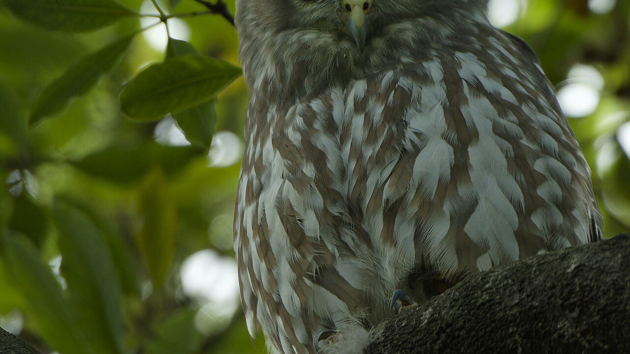 Werribee Mansion Day Shoot