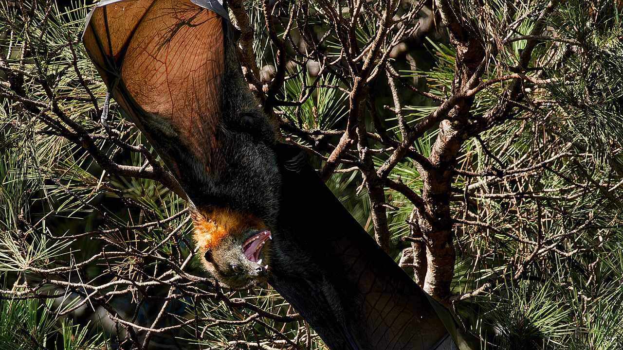 Werribee Mansion Day Shoot