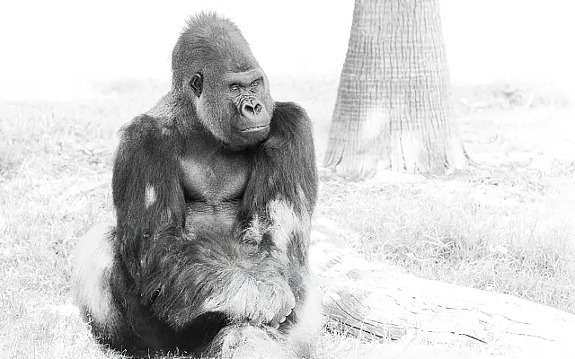 A212_Digital_Set_Deep_in_Thought