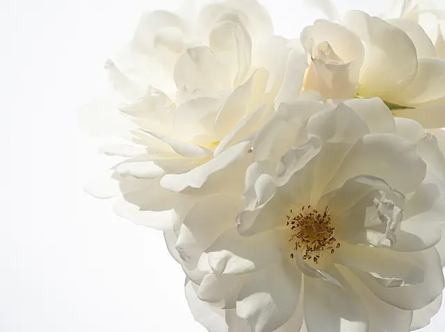 A_110_High Key_Digital_Winter Rose