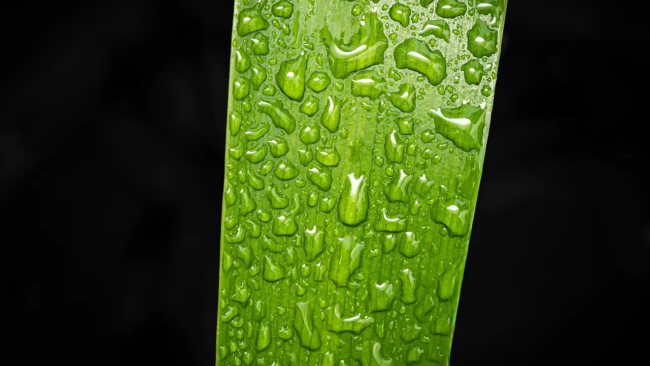 Macro at Footscray Park
