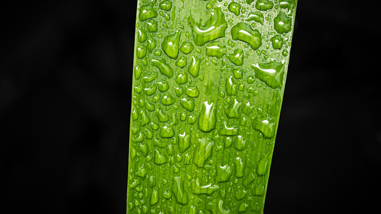 Macro at Footscray Park